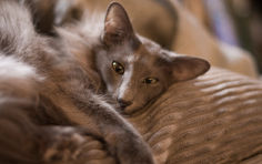 oriental longhair lying brown hair green eyes