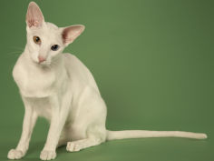 oriental shorthair breed