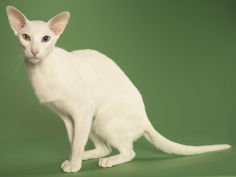 oriental shorthair cat