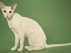 oriental shorthair