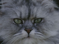 a portrait of a persian cat