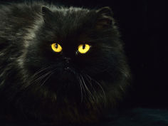 black persian female at night yellow eyes shining