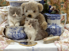 blue bicolour persian kitten brindle teddy bear