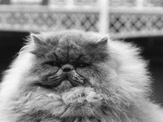 blue persian cat in the national cat club championship at the olympia