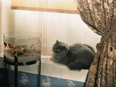 blue persian cat