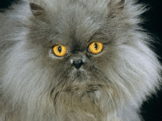 blue persian longhair