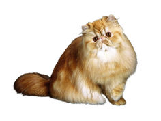 cat persian background