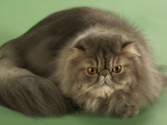 cat wallpaper persian