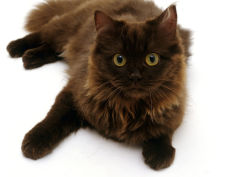 chocolate persian cross female