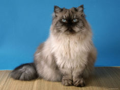 colorpoint persian cat