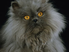 domestic cat blue persian longhair