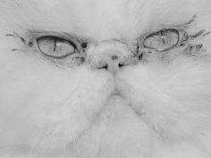 face of a persian cat