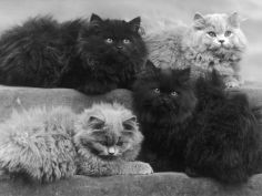 four blue persian cats lie comfortably