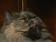 green persian cat