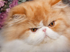 orange persian cat portrait