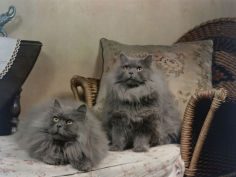 pair of blue persian cats pose on a recliner