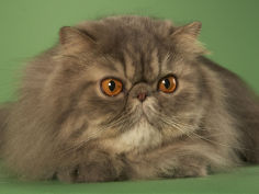 persian 12