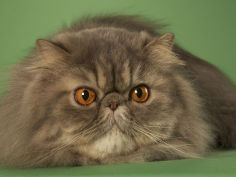 persian 13