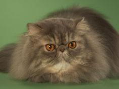 persian 14