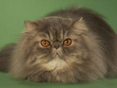 persian 15