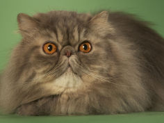 persian 16