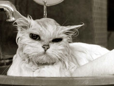 persian cat gets a soaking to prepare her for show