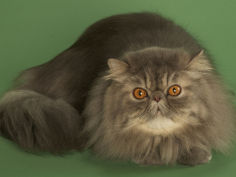 persian cat hd