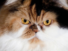 persian cat portrait