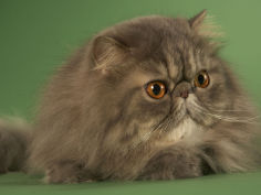 persian hd wallpaper