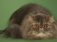 persian widescreen