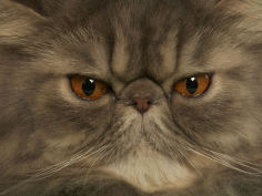 persian widescreen wallpaper