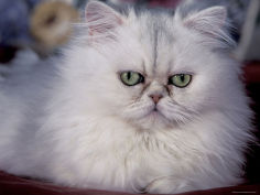 pure bred white persian domestic cat