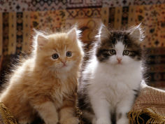 red and tabby white persian cross kittens