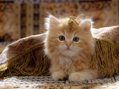 red persian cross male kitten playing under fringed cover
