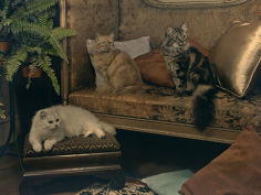 trio of persian cats recline on the furniture