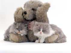 two blue persian kittens with a brindle teddy bear