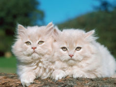 two persian cats kittens felis catus
