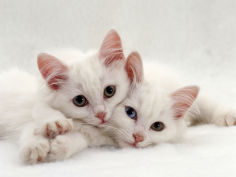 two white persian cross kittens one odd eyed