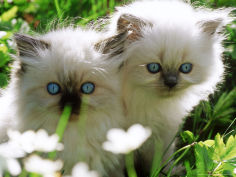 two white persian kittens