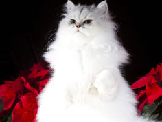 white persian cat