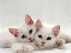 white persian cross kittens