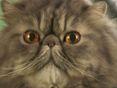 wide wallpaper persian
