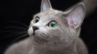 beautiful russian blue cat wallpaper