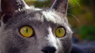 big eyes desktop wallpaper