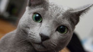 big green eyes russian blue hd