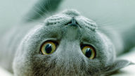 cat breed russian blue desktop background