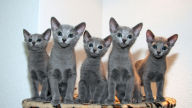 funny russian blue kittens