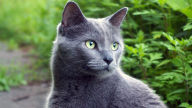 grey cat in nature 1920x1080