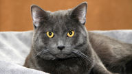 intelligent russian archangel blue cat
