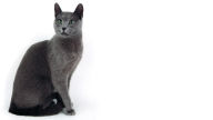 portrait of a russian blue cat